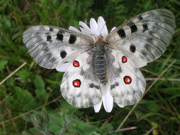 Parnassius apollo